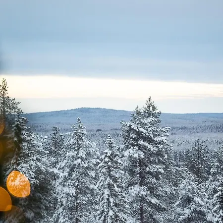 Arctic Juniper
